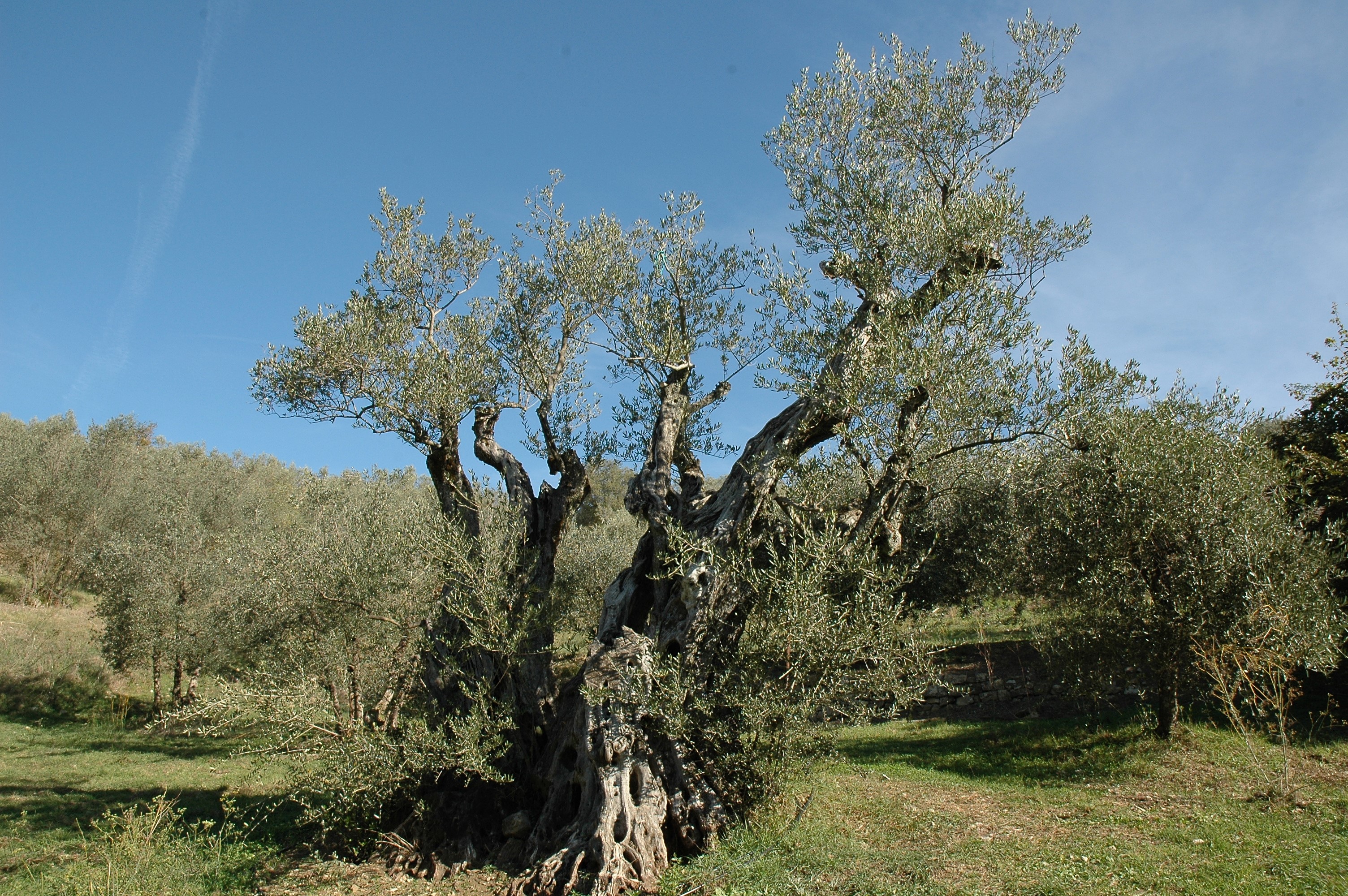 Albero secolare di olivo in oliveto, cielo azzurro